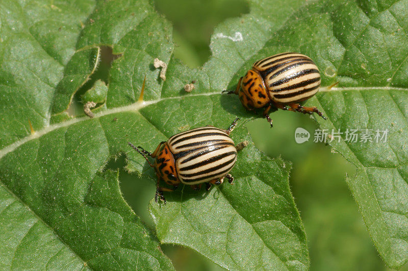 科罗拉多马铃薯甲虫(Leptinotarsa decemlinata)